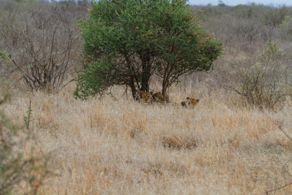 08 - Kruger NP (18).jpg